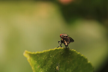 macro photo of housefly facing back