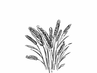 field of wheat on whit backround