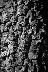 Birch bark (Betula) on the trunk of an old tree in Sauerland lit by intense sunlight. Natural structures and weathered surface of a living plant. Black and white background with scars and cracks.