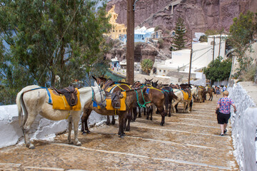 Donkeys (mules) on Stairs in Fira (Thira), Santorini Island, Greece
