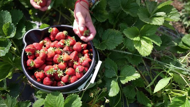Closeup of bucket full of freshly picked strawberries with the farmer in the background picking them in the field.