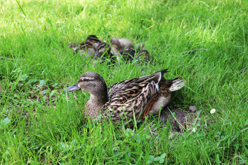 duck and ducklings