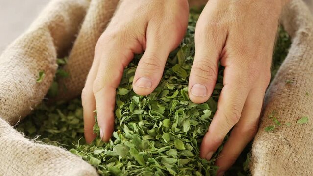 Farmer hands holding dried moringa leaves, healthy plant-based superfood