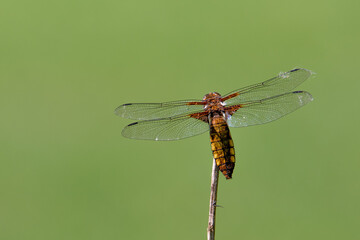 broad-bodied chaser or broad-bodied darter )Libellula depressa)