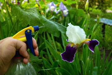 A man hand treats iris flowers with a sprayer from bacterial diseases and insects for abundant...