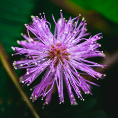 Purple flower with dewdrops on its thin spiky petals