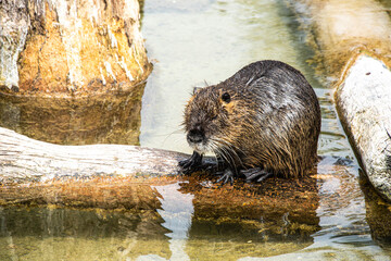 Beaver