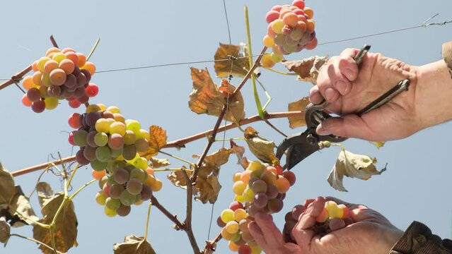 Hands cutting ripe bunch of white wine grapes with garden pruner. Lydia in vineyard for further wine production. Harvest and viticulture concept. Viticulture. Grapes harvesting close-up