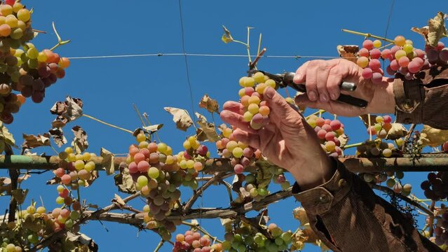 Harvesting wine grapes in vineyard for wine production. Hands cutting grapes with scissors during harvest. Winegrower cuts a bunch of ripe grapes with garden shears. Viticulture, close-up