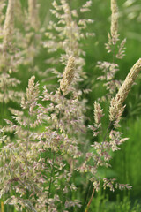 Blühende Gräser in einer Nahaufnahme. Wolliges Honiggras (Holcus lanatus)