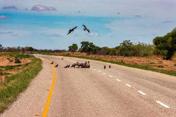 scavengers cape vultures eating a carcass on the empty highway, car accident