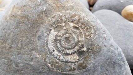 Large Fossil in a rock at Lyme Regis in Dorset on Monmouth Beach. © Jane