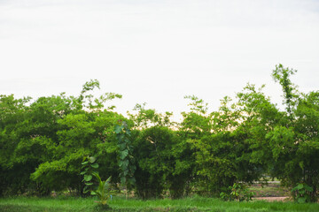 Fototapeta premium Bright green leaves at sunset