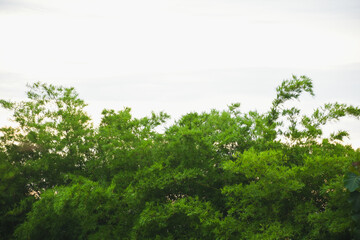 Bright green leaves at sunset