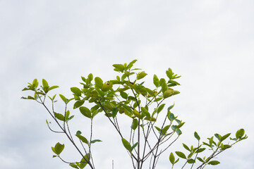 The sacred plant Carallia brachiata (scientific name: Carallia brachiata)