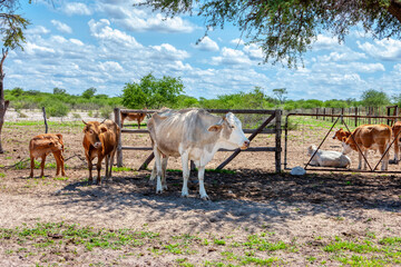 cattle in a paddock pen in the outback dry farming land
