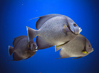 Grey Angelfish
