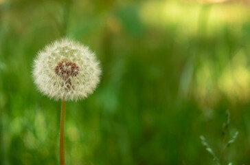 Summer background of dandelion at the nature