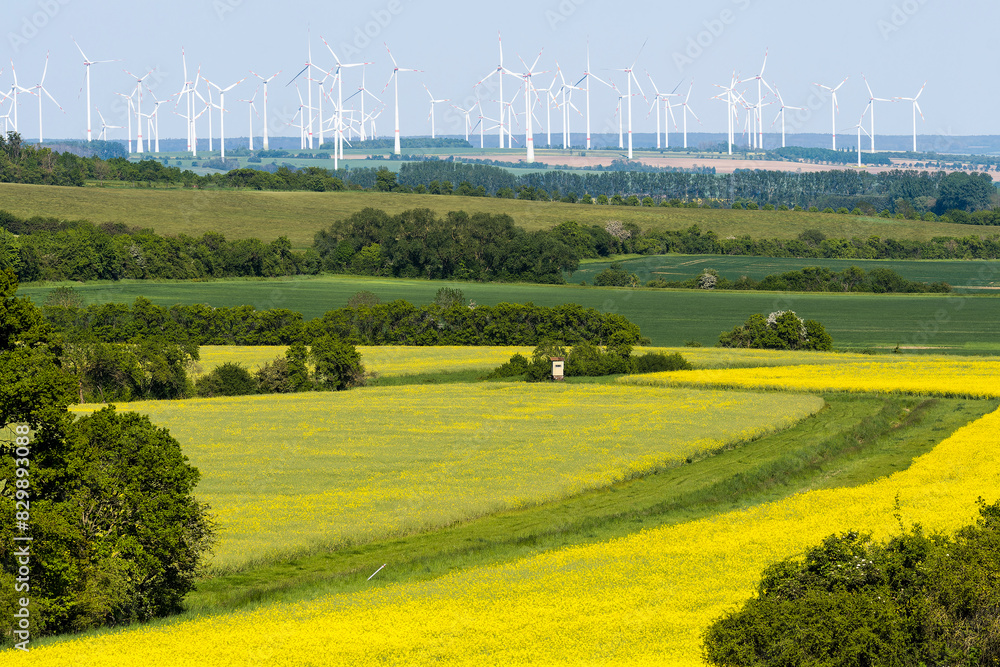 Wall mural windpark mit rapsfeld im harz