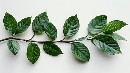 Fototapeta premium A branch of MAHogany tree with green leaves on white background, flat lay.