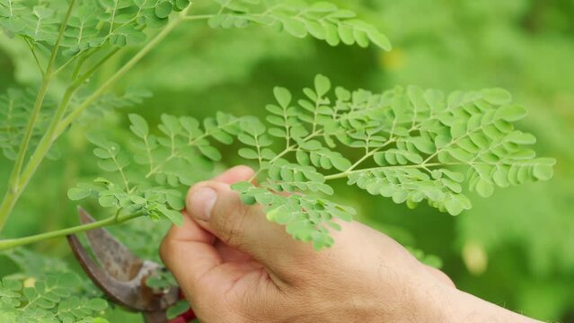 Harvesting fresh green moringa leaves, moringa oleifera, farmer hands