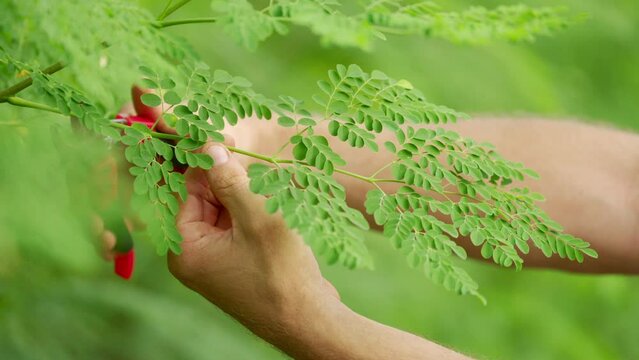Farmer harvesting fresh moringa leaves, moringa oleifera