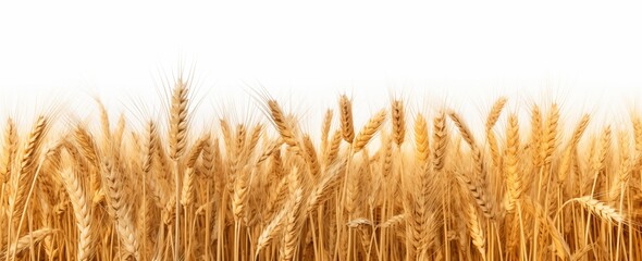 A picturesque field of golden wheat, swaying gently in the breeze, creates a stunning rural landscape.
