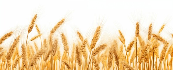 A close-up of a golden wheat field, with each stalk swaying gently in the breeze.
