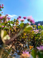 Close up view of pink wildflowers with reflections on the water in the meadow.