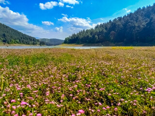 A beautiful view of wild flowers, meadow, lake, mountains and blue sky.