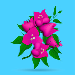 Bougainvillea 3D drawing on a blue background