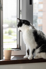 black and white cat sits on the windowsill and looks out the window through the mesh for plastic windows, Anti-cat mesh