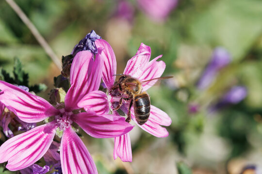 Abeja apis mellifera sobre flor Malva sylvestris, planta utilizada en herboristeria para garganta y bronquios. Alcoy, Espa&ntilde;a