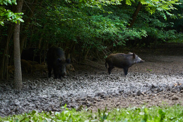 Herd of wild hogs rooting in the forest