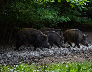 Herd of wild hogs rooting in the forest