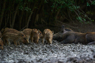 Herd of wild hogs rooting in the forest