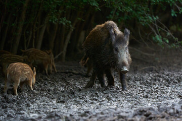 Herd of wild hogs rooting in the forest