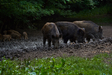 Herd of wild hogs rooting in the forest