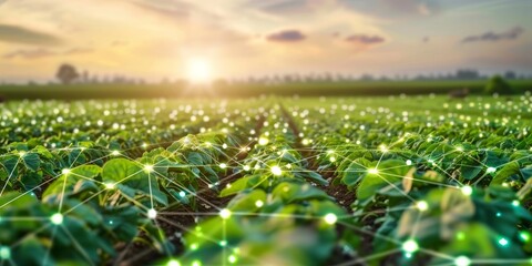 Green field of soybean plants with net of glowing dots above them. Concept of digital agriculture and smart farming.