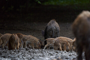 Herd of wild hogs rooting in the forest