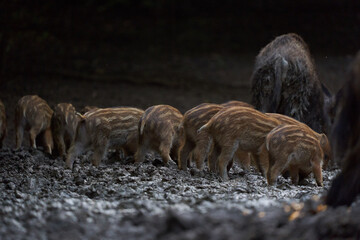 Herd of wild hogs rooting in the forest