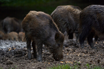Herd of wild hogs rooting in the forest
