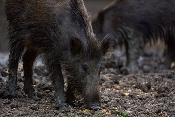 Herd of wild hogs rooting in the forest