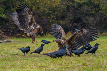 White Tailed Eagle (Haliaeetus albicilla) in flight. Also known as the ern, erne, gray eagle, Eurasian sea eagle and white-tailed sea-eagle. Wings Spread. Poland, Europe. Birds of prey.