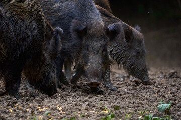 Herd of wild hogs rooting in the forest