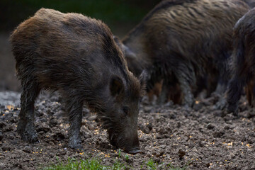 Herd of wild hogs rooting in the forest