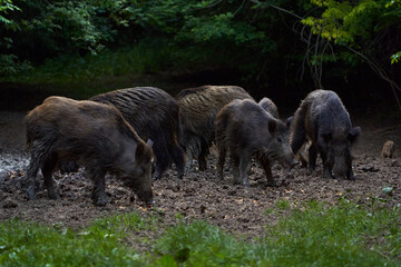 Herd of wild hogs rooting in the forest
