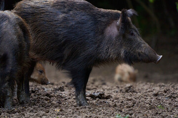 Herd of wild hogs rooting in the forest