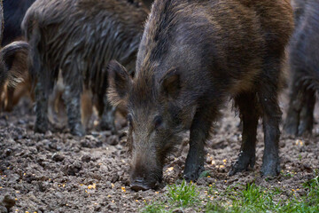 Herd of wild hogs rooting in the forest