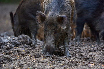 Herd of wild hogs rooting in the forest